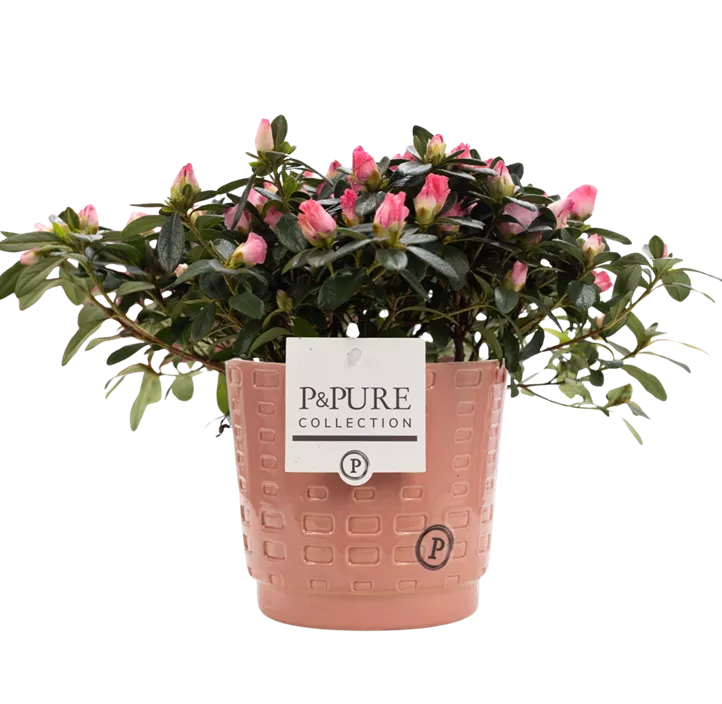 Zimmerazalee 'Hortinno® Quattro'