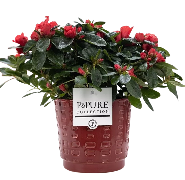 Zimmerazalee 'Hortinno® Quattro'