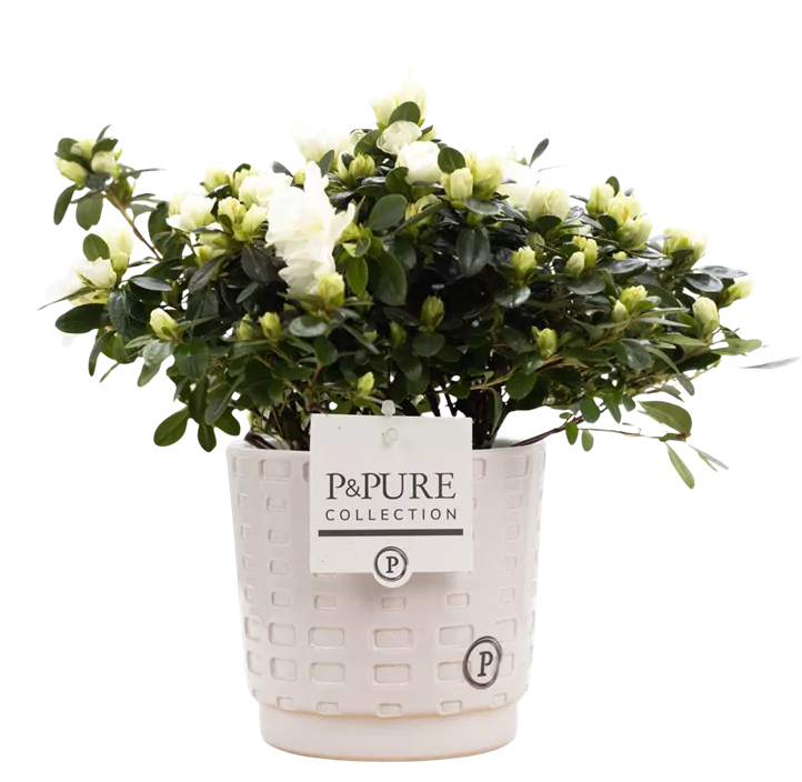 Zimmerazalee 'Hortinno® Quattro'