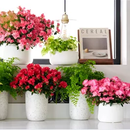 Azalee Hortinno Primavera