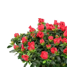 Azalee Hortinno Yankadi Scarlata