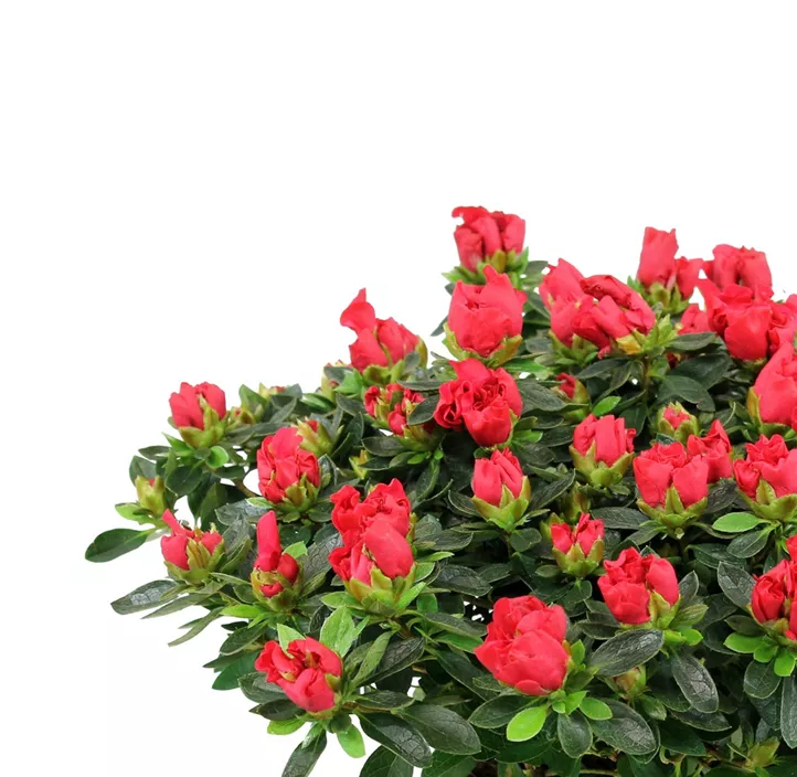 Zimmerazalee 'Hortinno® Quattro'