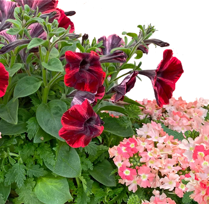 Balkonkasten bepflanzt Kombi