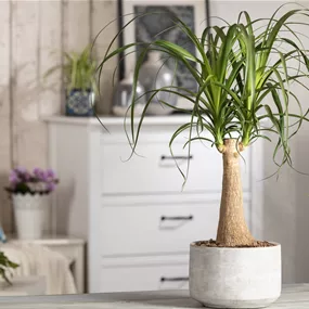 Beaucarnea beaucarnea Stamm