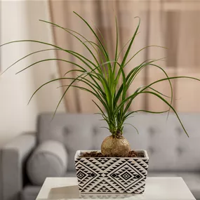 Beaucarnea recurvata Nolina