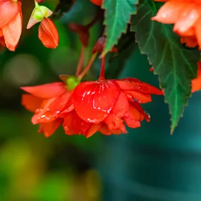 Begonia summerwings