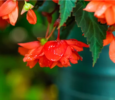Begonia summerwings