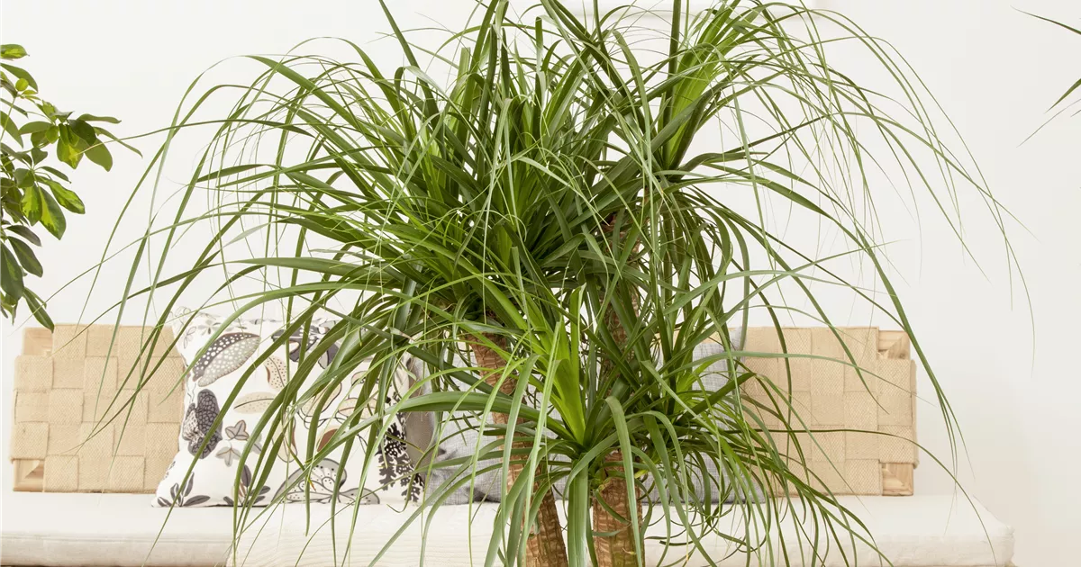 peruanischer kaktus Cereus peruvianus main image 0