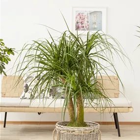 Beaucarnea recurvata verzweigt