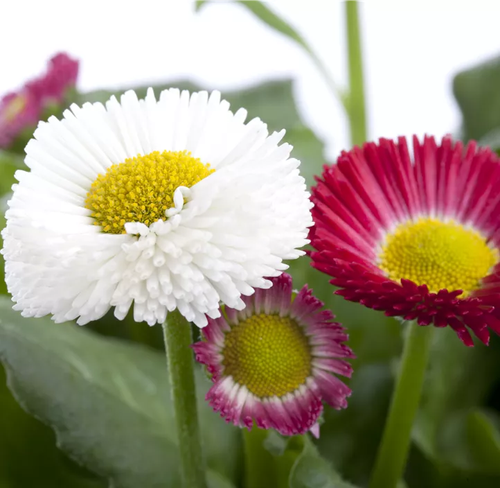Gänseblümchen 'Trio'