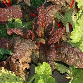 Beta vulgaris conditiva