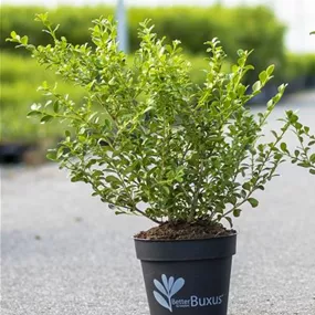 Betterbuxus® Babylon Beauty