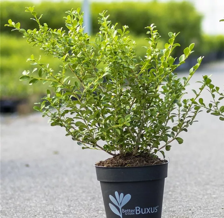 Buchsbaum Betterbuxus® 'Babylon Beauty'(s)