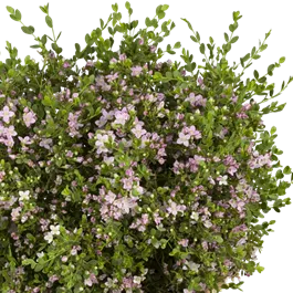 Boronia crenulata
