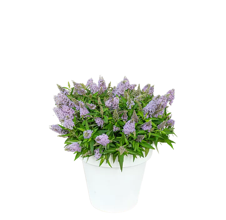 Sommerflieder 'Butterfly Candy'®