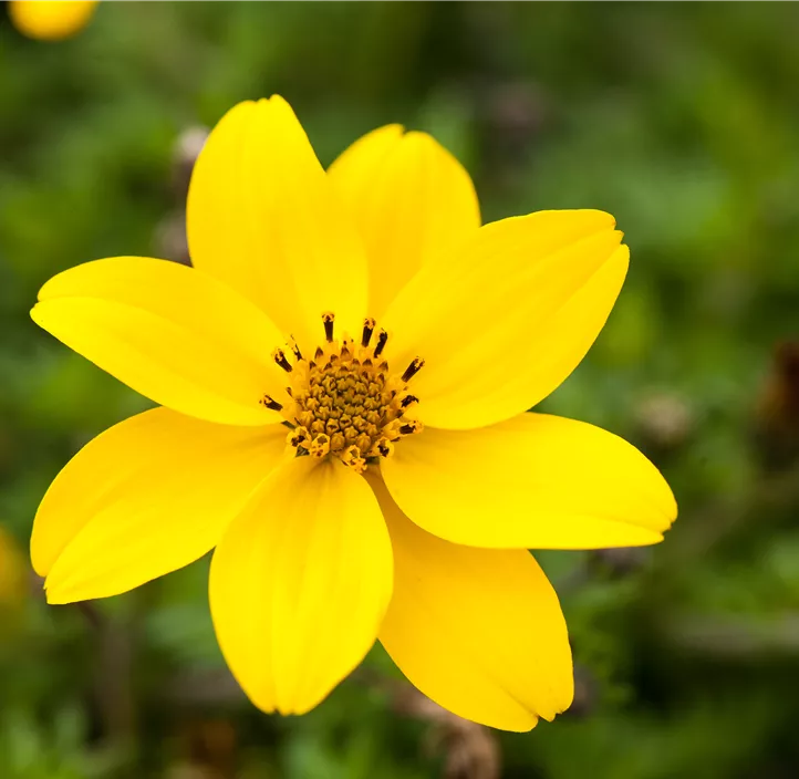 Goldmarie 'TIMELESS® Golden Empire'