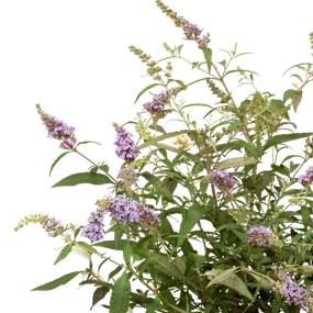 Buddleja davidii Buzz Trio