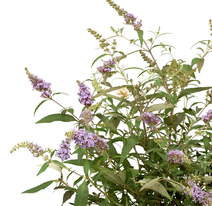 Zwergsommerflieder 'BUZZ™ Trio'