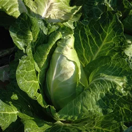 Brassica oleracea