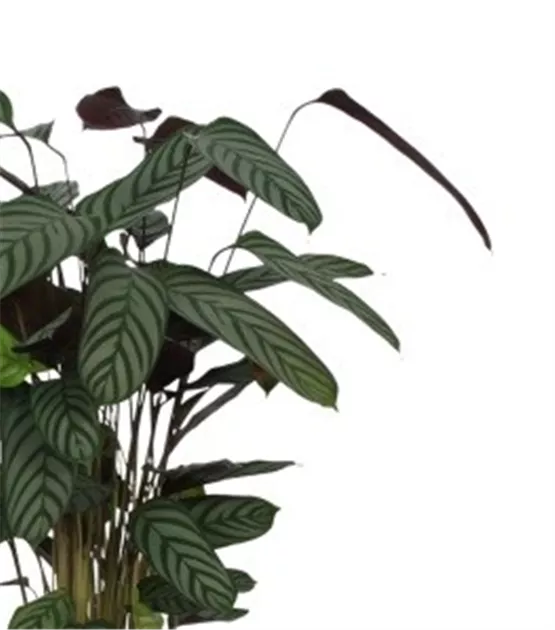 calathea ctenanthe burle marxii Calathea Burle Marx