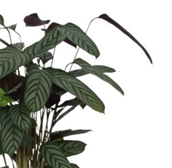 Korbmaranthe 'Compact Star'