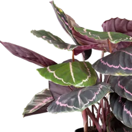 Calathea Hybride Dottie