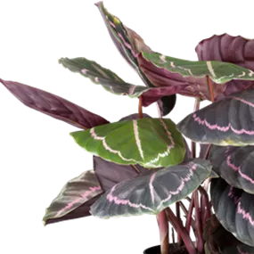 Calathea Hybride Dottie
