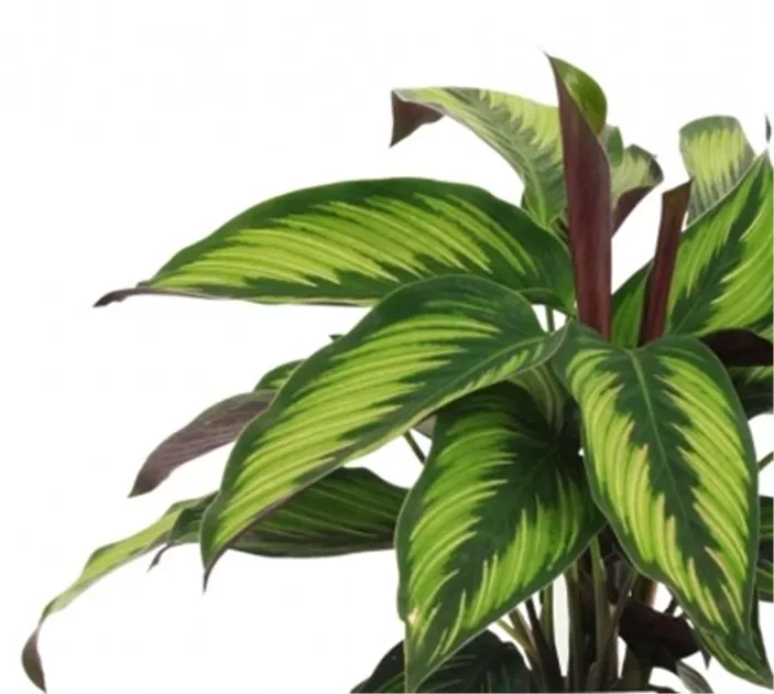 Calathea Hybride Majestic Princeps, Korbmarante Majestic Princeps -  Bellaflora