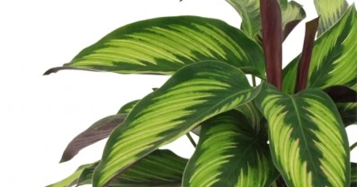 elefantenohr gemüse Alocasia Frydek Elefantenohr 60cm 19cm Zimmerpflanze pflegeleicht grün