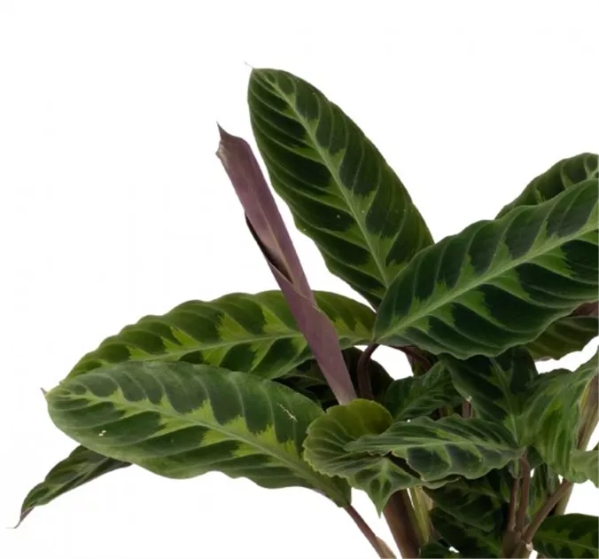 Calathea Hybride Warscewiczii, Korbmarante - Bellaflora