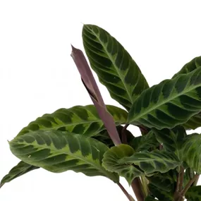 Calathea Hybride Warscewiczii