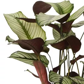 Calathea Hybride Whitestar