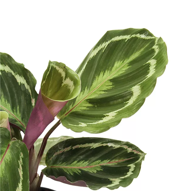 efeutute variegata Panaschierte Efeutute