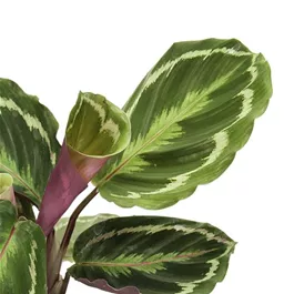 Calathea Hybriden