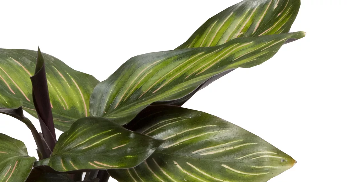 efeu frostsicher Großblättriger Irischer Efeu 'Hibernica' (Hedera helix 'Hibernica') kaufen  – Mein schöner Garten Shop main image 0