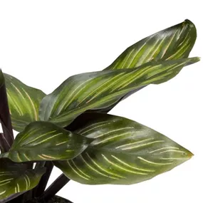 Calathea Meili