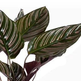 Calathea ornata sanderiana