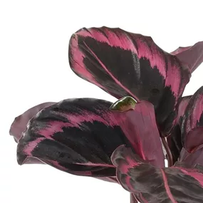 Calathea roseopicta Jessy