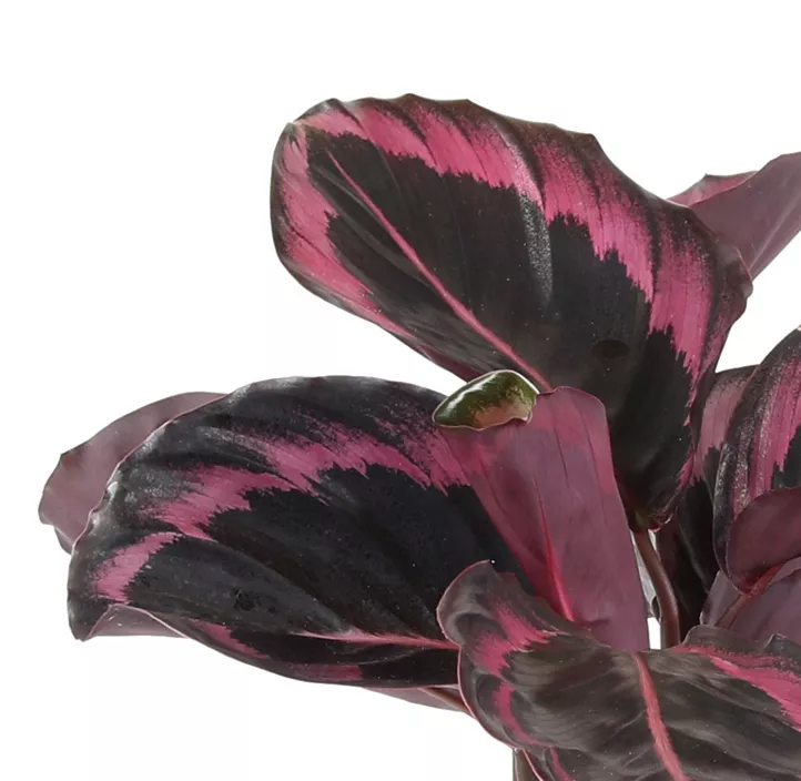 Korbmaranthe 'Jessy'