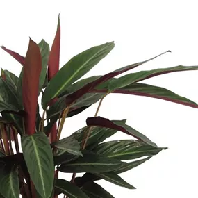 Calathea Stripestar