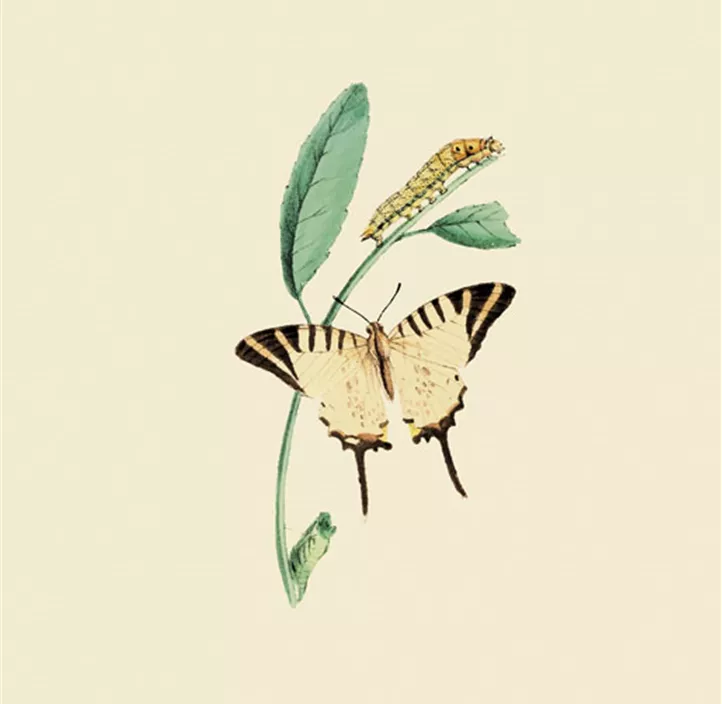 Serviette Nature Butterfly (ST)