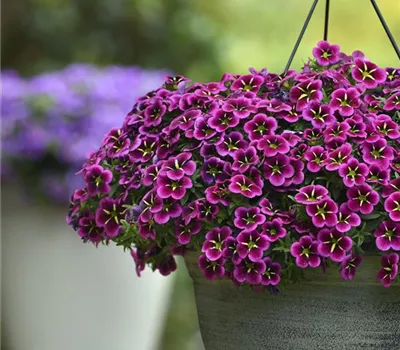 Calibrachoa cabaret Goodnight kiss