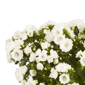 Campanula isophylla Like Mee