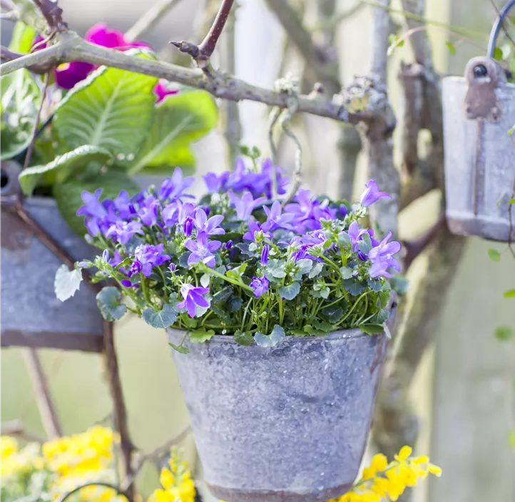 Dalmatiner Polster-Glockenblume