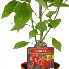 Capsicum annuum roter Todes Scorpion