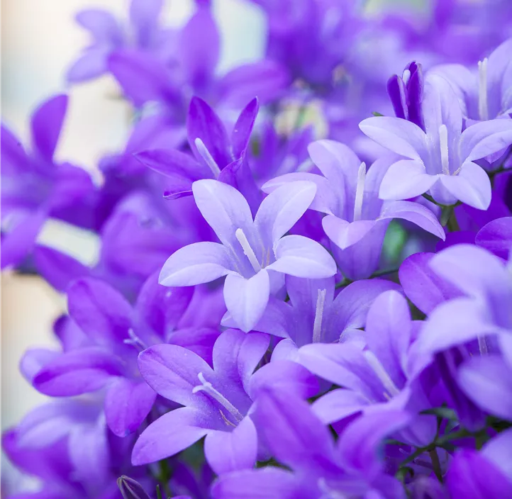 Dalmatiner Polster-Glockenblume