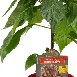 Capsicum annuum Scorpion chocolate