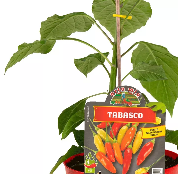 Chili 'Tabasco'