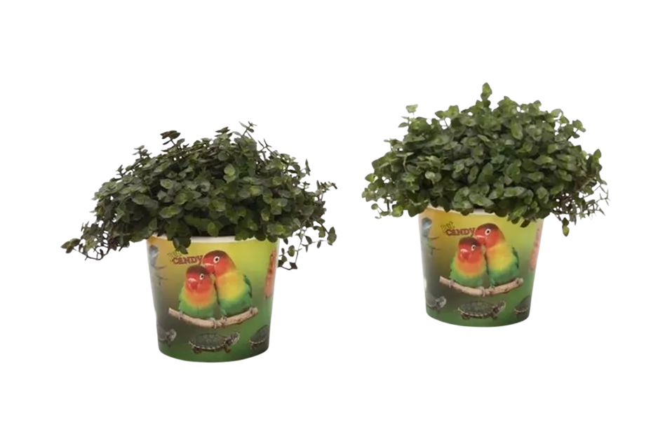 langzeitdünger kirschlorbeer Purgrün Kirschlorbeer-Dünger 1 kg main image 0