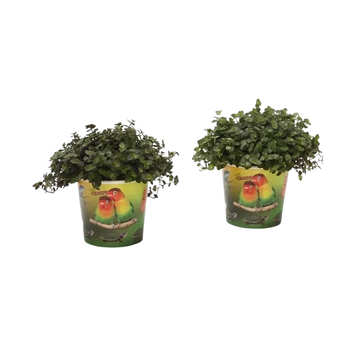 Kriechendes Schönpolster